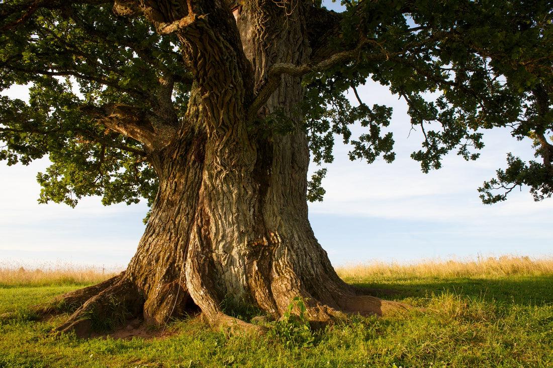 arbre remarquable france