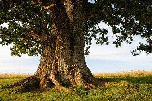 arbre remarquable france