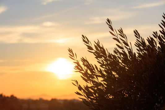 arbre en pot balcon soleil