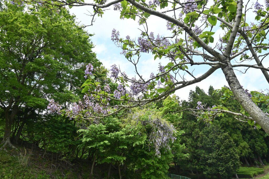 arbre paulownia croissance rapide