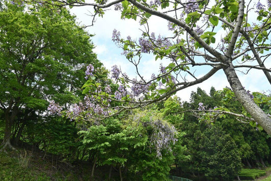 arbre paulownia croissance rapide