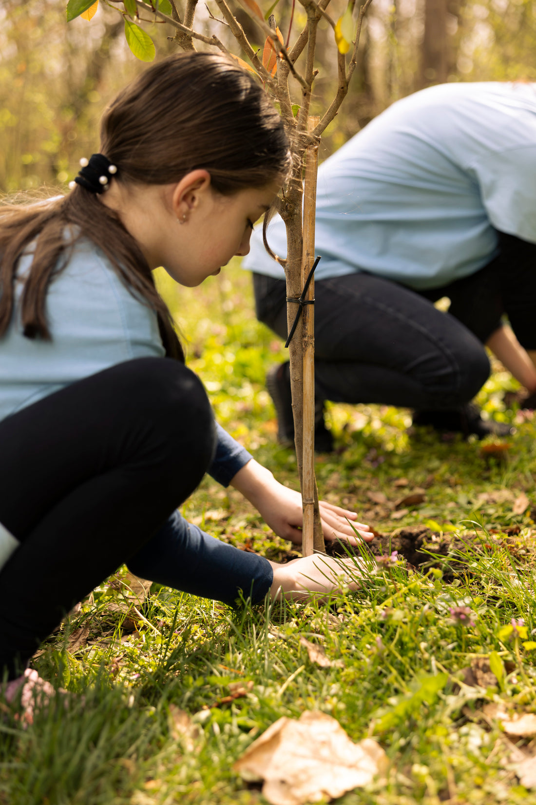 Les 7 erreurs à ne surtout pas commettre lors de la plantation d’un arbre (Guide complet)