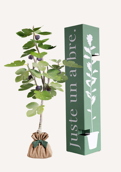 Figuier en pot sur terrasse ensoleillée, symbole de fertilité et d'abondance