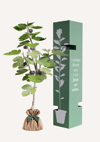 Feuillage vert du figuier, arbre méditerranéen généreux et authentique