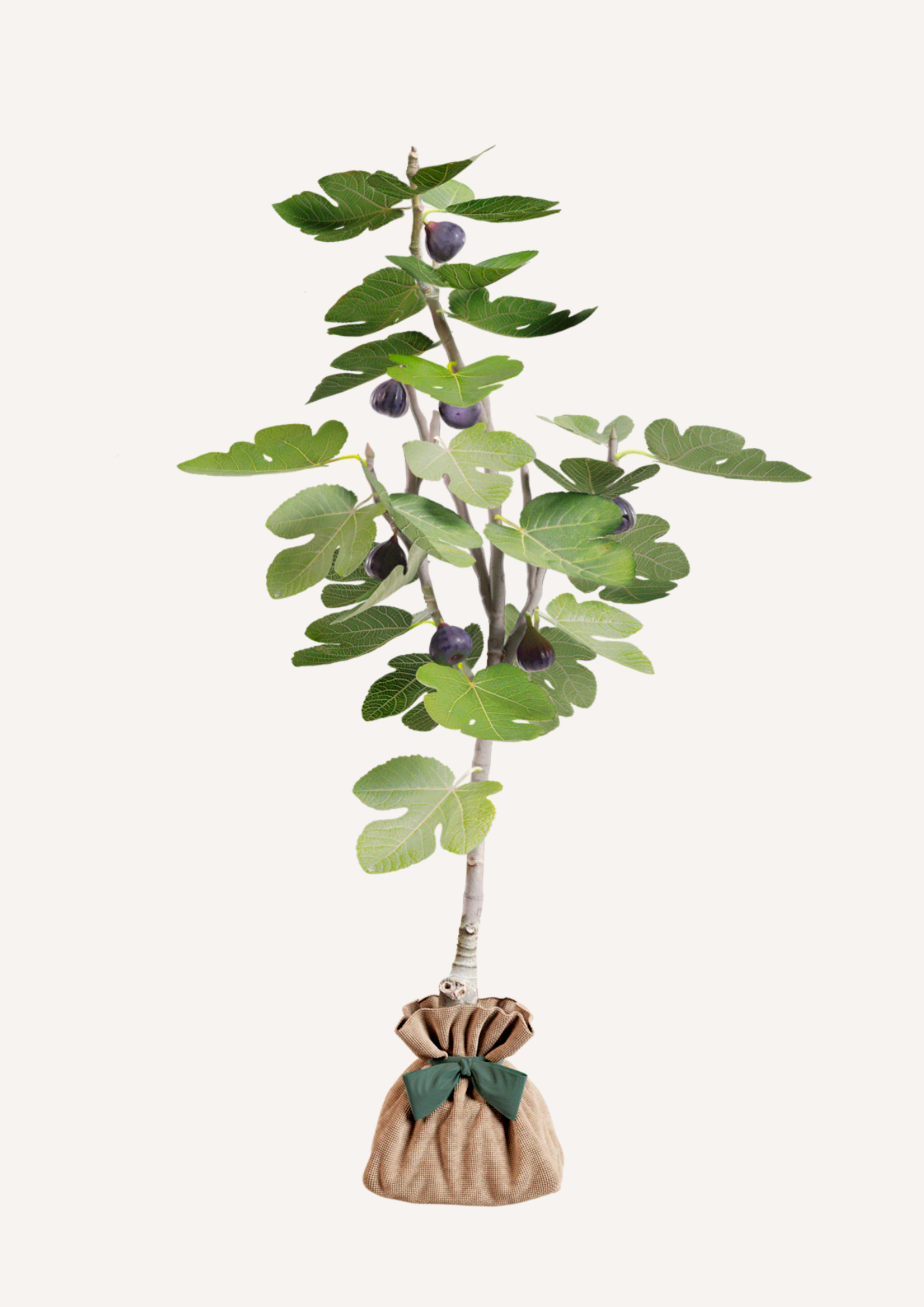 Jeune figuier offert en cadeau, symbole vivant de sérénité et de prospérité