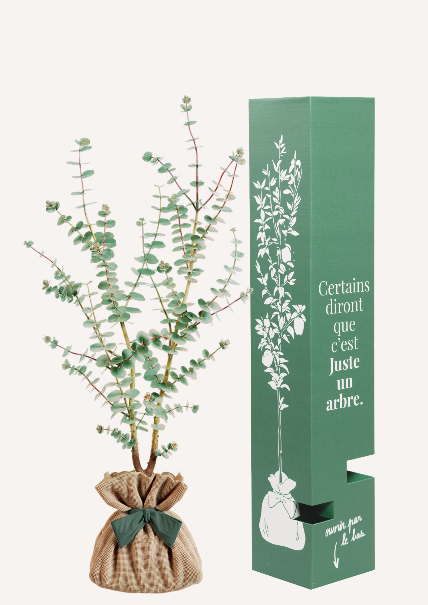 Eucalyptus Gunnii