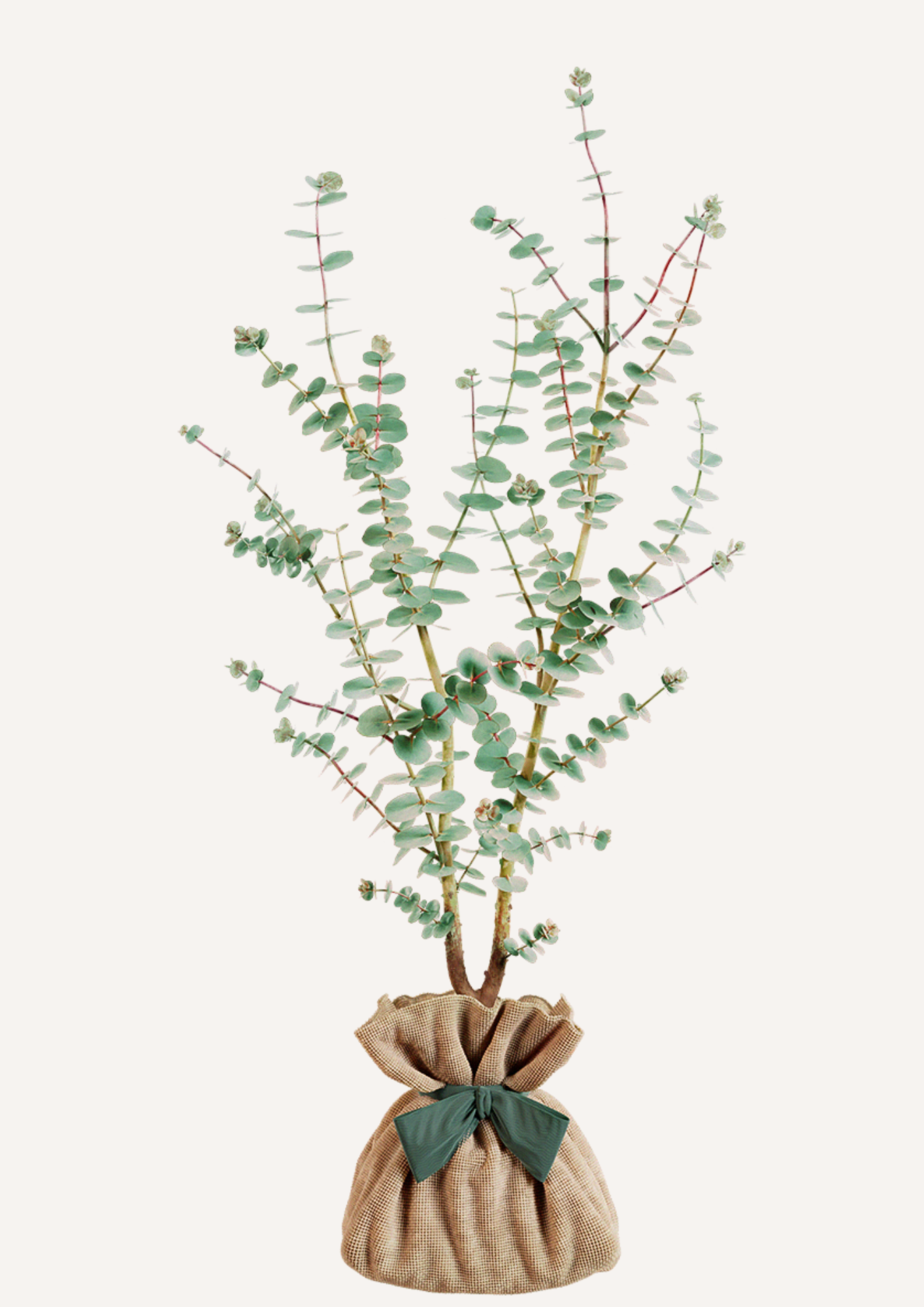 Eucalyptus Gunnii