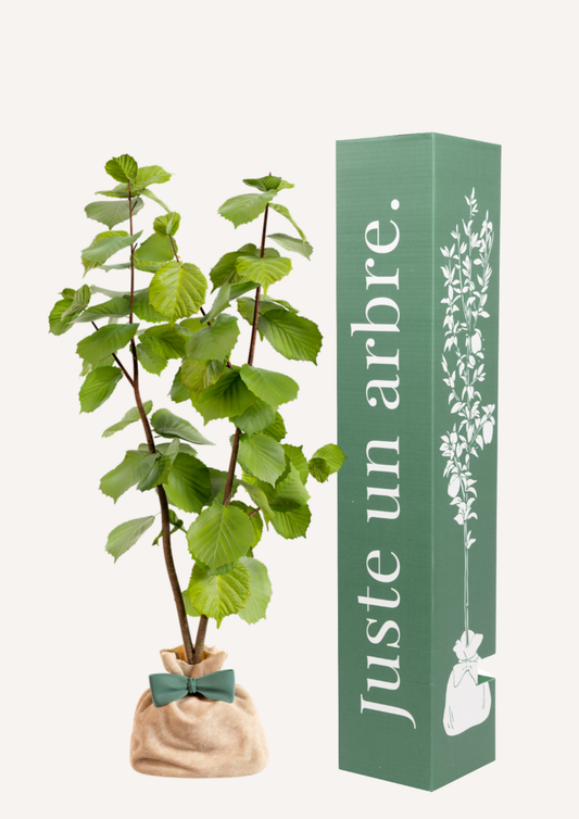 Un noisetier à offrir – idée cadeau symbolique pleine de nature et de simplicité