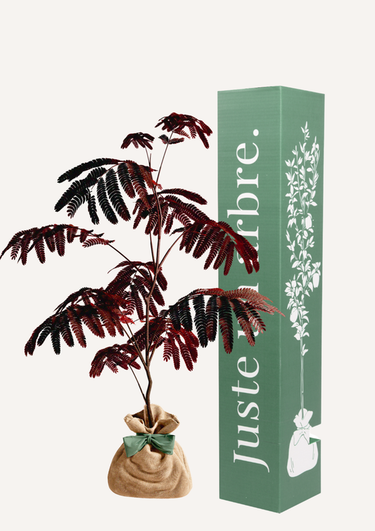 Albizia en pot – idée cadeau symbolique arbre à fleurs unique et élégant