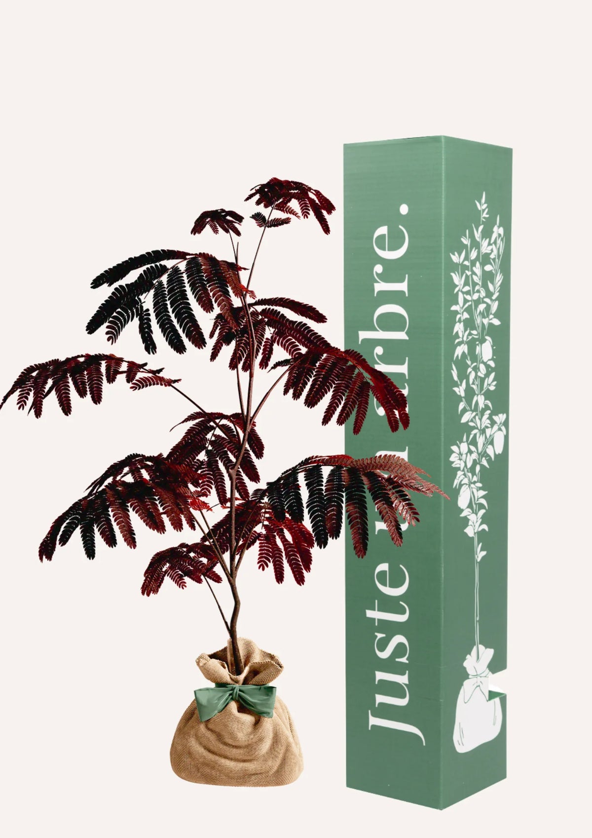 Fiche entretien : Albizia "Summer Chocolate"