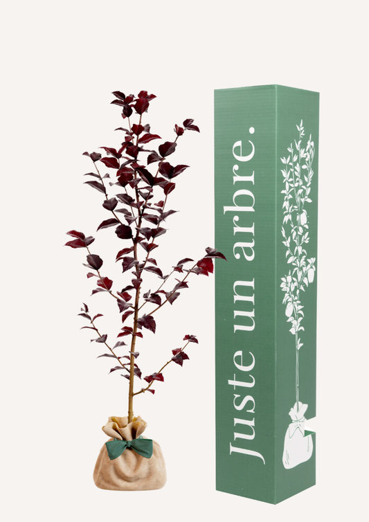 Hêtre pourpre en pot – idée cadeau symbolique au feuillage profond et élégant