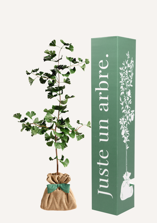 Ginkgo en pot – idée cadeau symbolique arbre chargé d’histoire à offrir