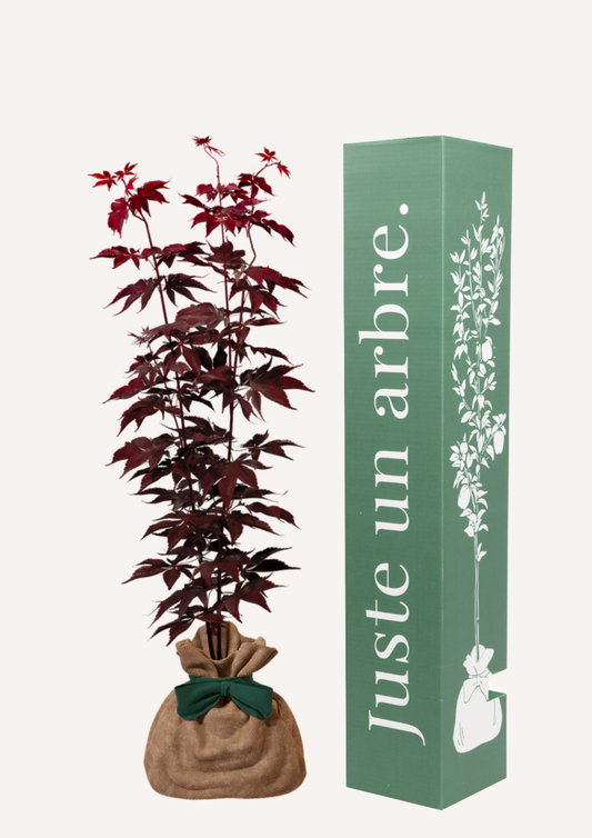 Érable du Japon Bloodgood en pot – idée cadeau symbolique arbre décoratif haut de gamme