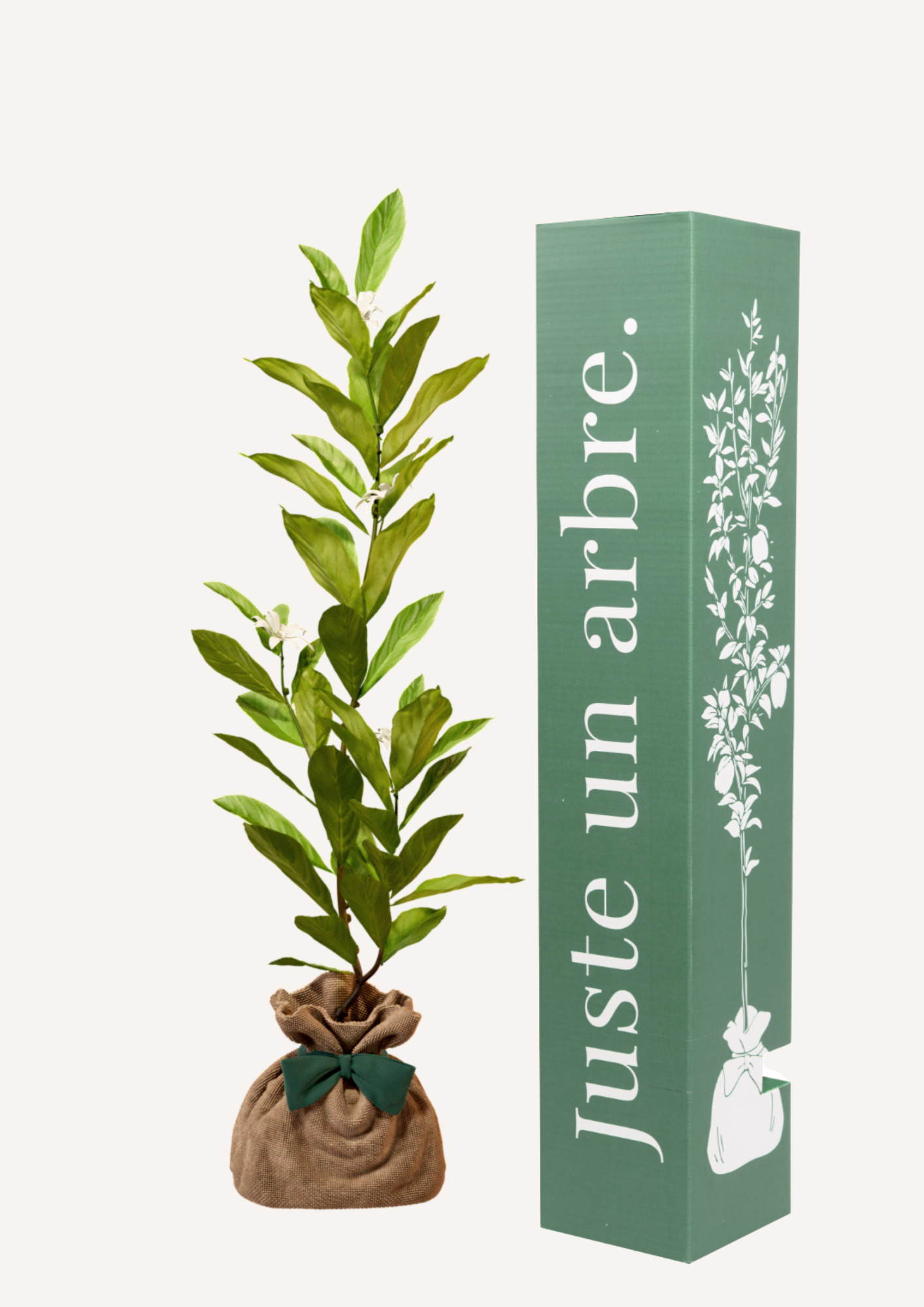 Magnolia étoilé en pot – idée cadeau symbolique arbre à fleurs élégant à offrir