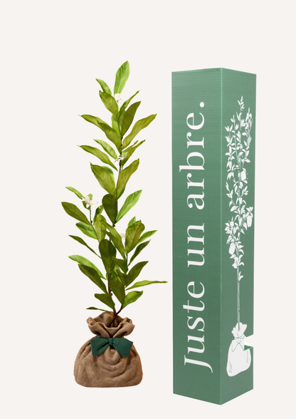 Magnolia étoilé en pot – idée cadeau symbolique arbre à fleurs élégant à offrir