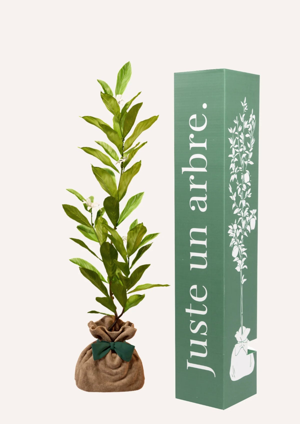 Fiche entretien : Magnolia étoilé