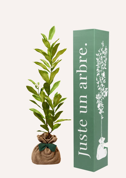 Fiche entretien : Magnolia étoilé