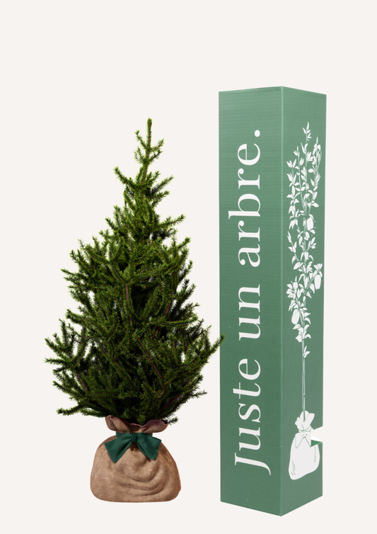 Épicéa en pot – idée cadeau symbolique arbre naturel et durable à offrir