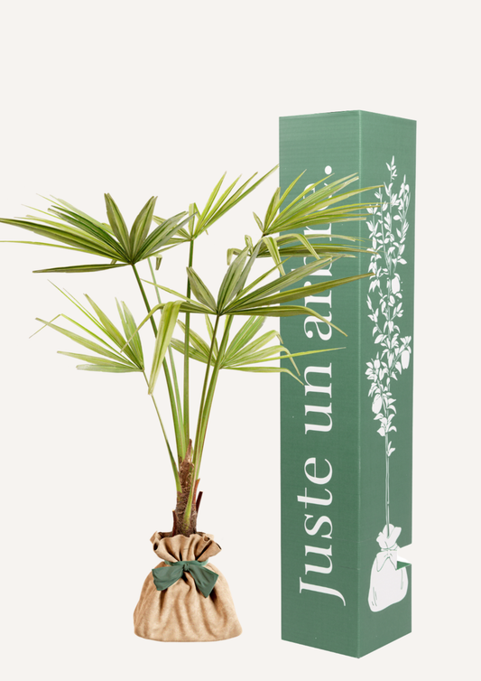 Palmier de Chine en pot – arbre à offrir cadeau original et exotique