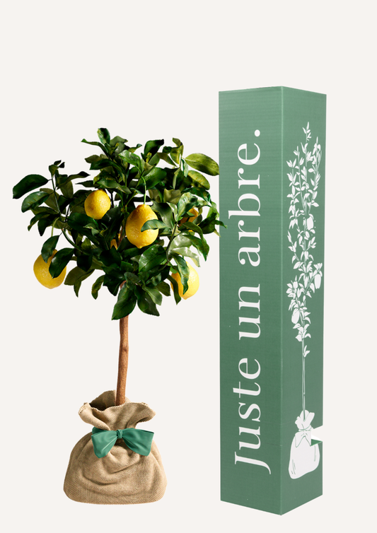 Citronnier en pot – idée cadeau symbolique arbre fruitier à offrir