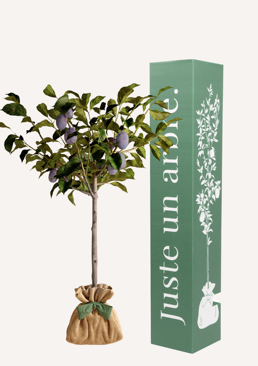 Prunier Quetsche en pot – arbre à offrir cadeau fruitier et symbolique