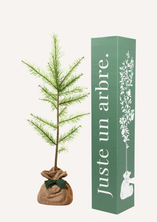 Mélèze en pot – idée cadeau symbolique arbre unique et naturel
