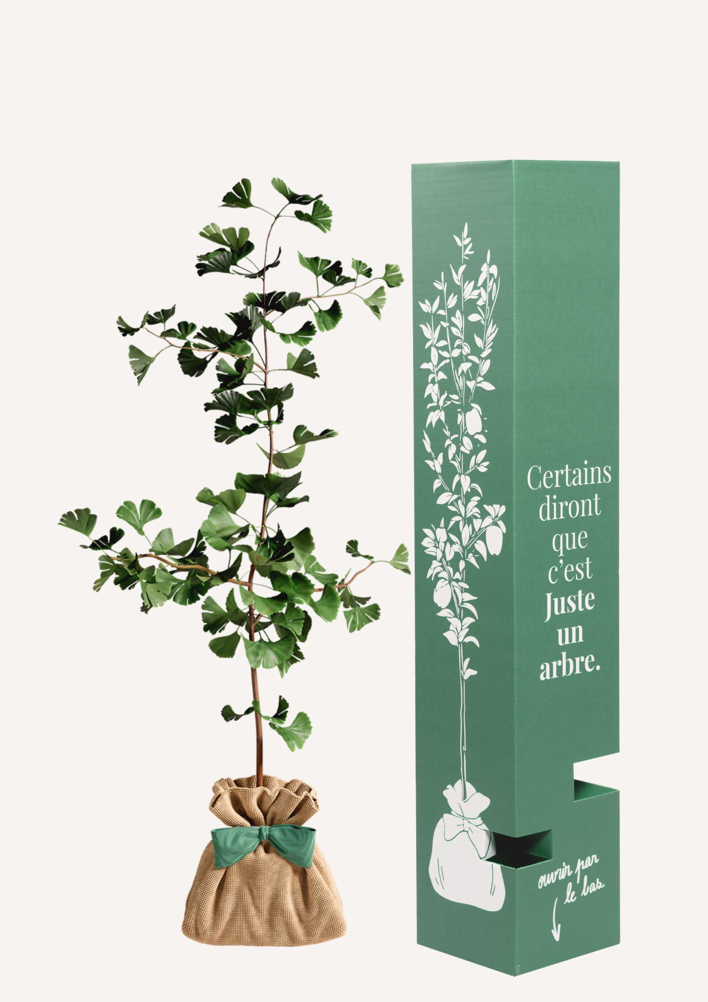 Offrir un ginkgo – une idée cadeau symbolique qui traverse le temps