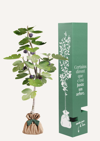 Figuier en pot – arbre à offrir cadeau symbolique et durable