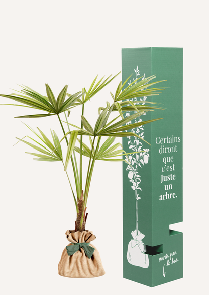 Offrir un palmier de Chine – alternative aux fleurs pour un cadeau dépaysant