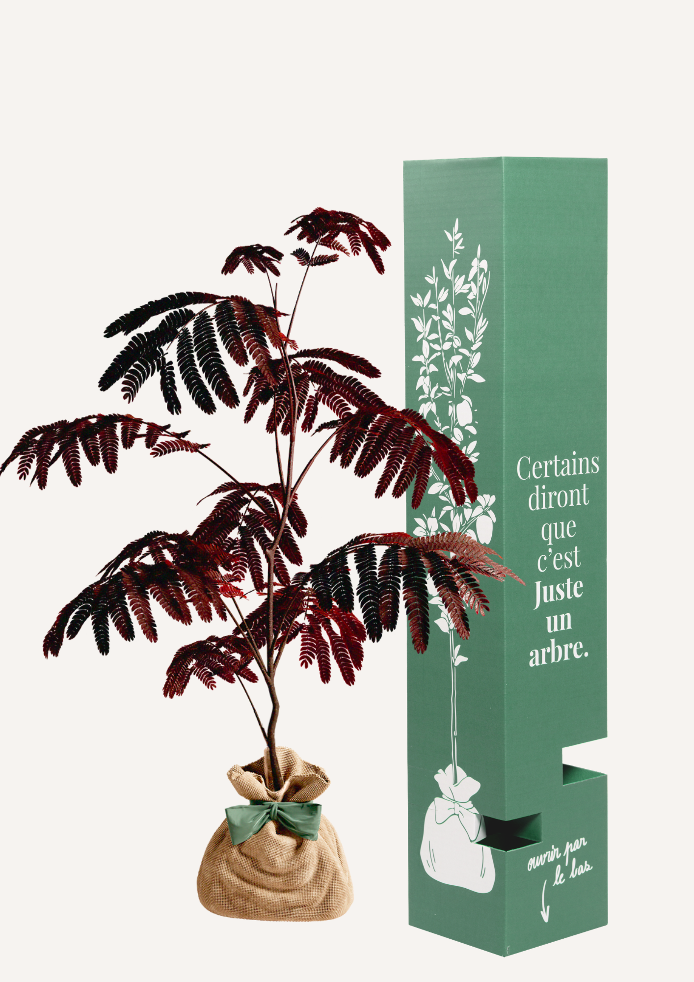 Albizia cadeau anniversaire ou crémaillère – idée cadeau original et symbolique