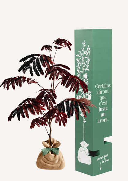 Albizia cadeau anniversaire ou crémaillère – idée cadeau original et symbolique