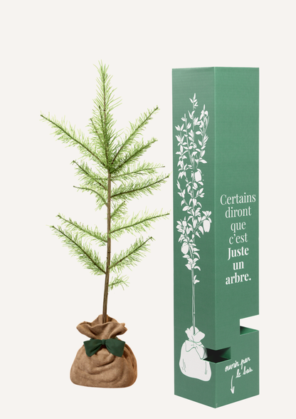 Un mélèze à offrir – idée cadeau symbolique autour du changement et du renouveau