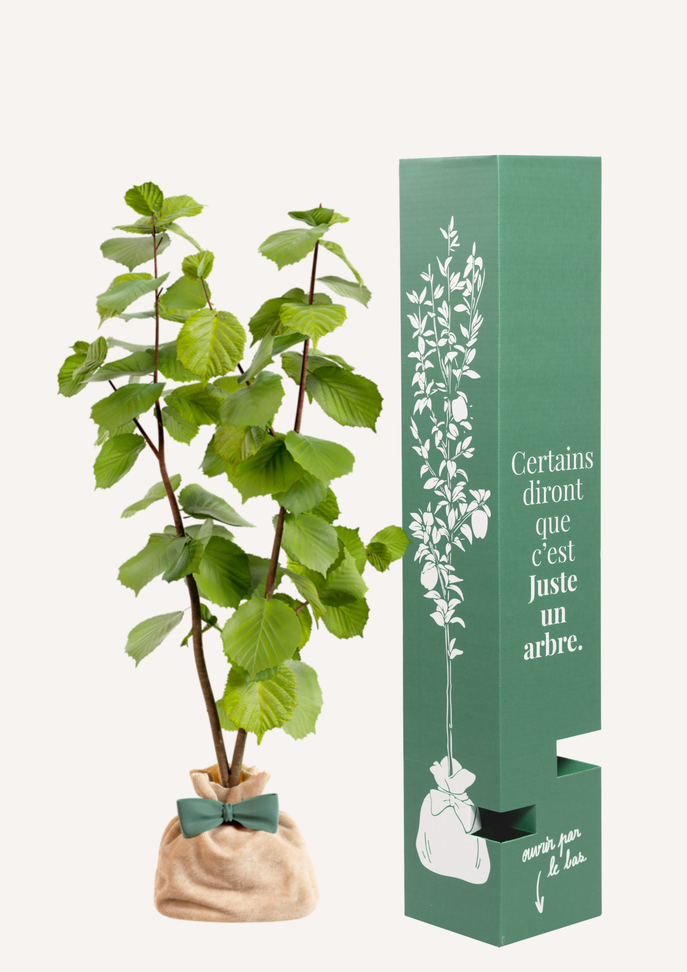 Offrir un arbre fruitier – noisetier pour un cadeau original et utile
