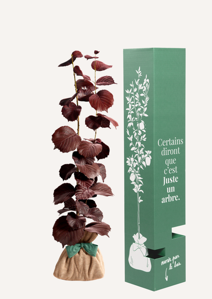 Offrir un noisetier pourpre – cadeau original qui dure bien plus que des fleurs