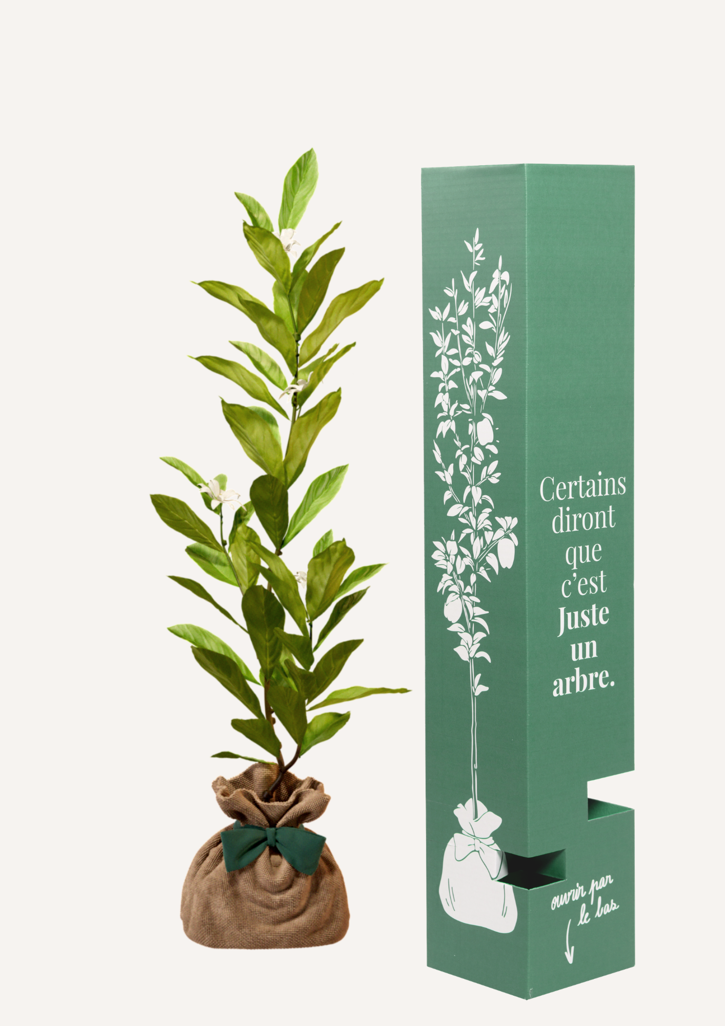 Un magnolia étoilé à offrir – idée cadeau symbolique délicate et pleine de sens