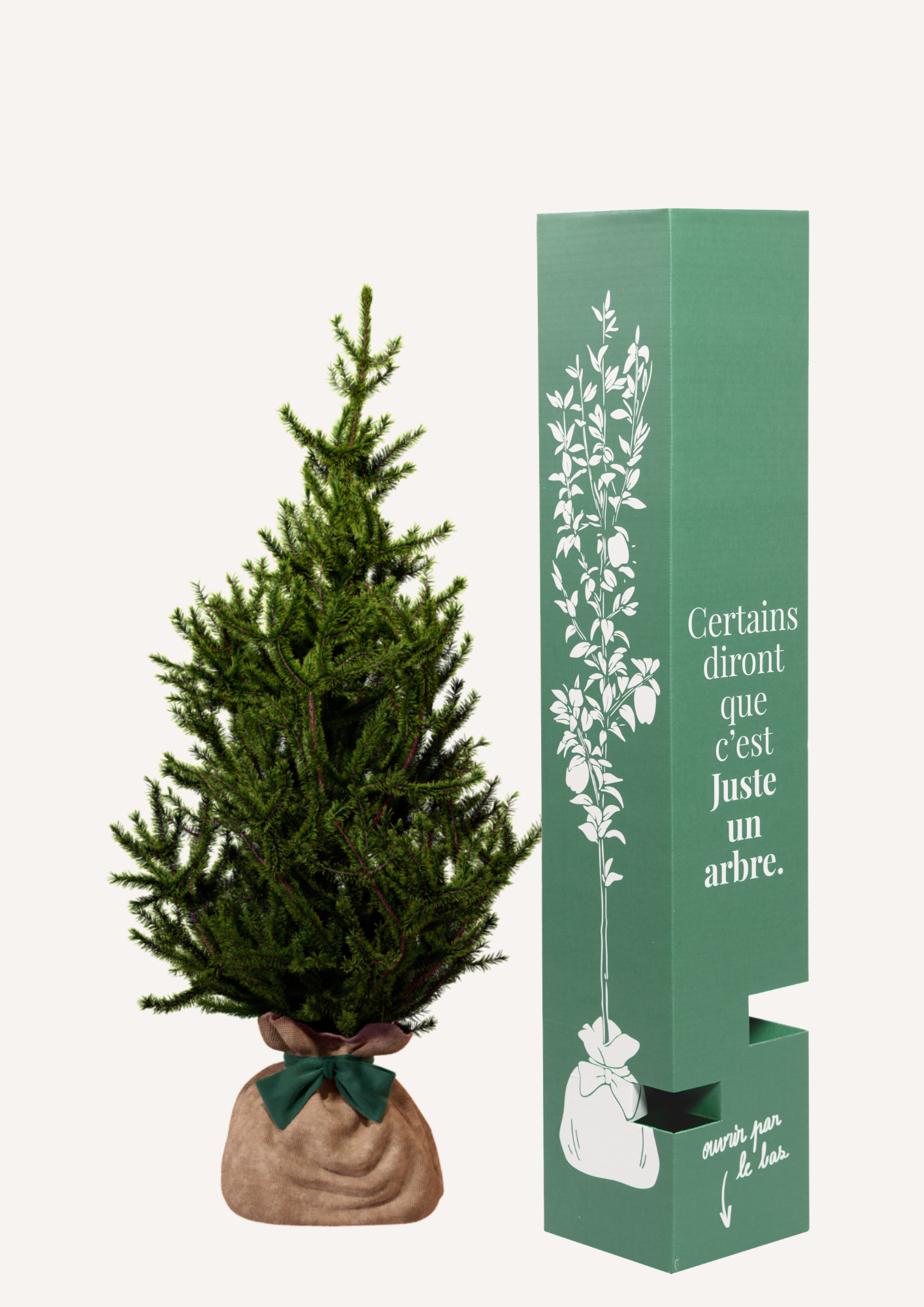 Épicéa en pot – idée cadeau original arbre à offrir pour toutes occasions
