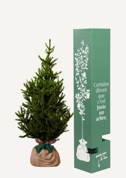Épicéa en pot – idée cadeau original arbre à offrir pour toutes occasions
