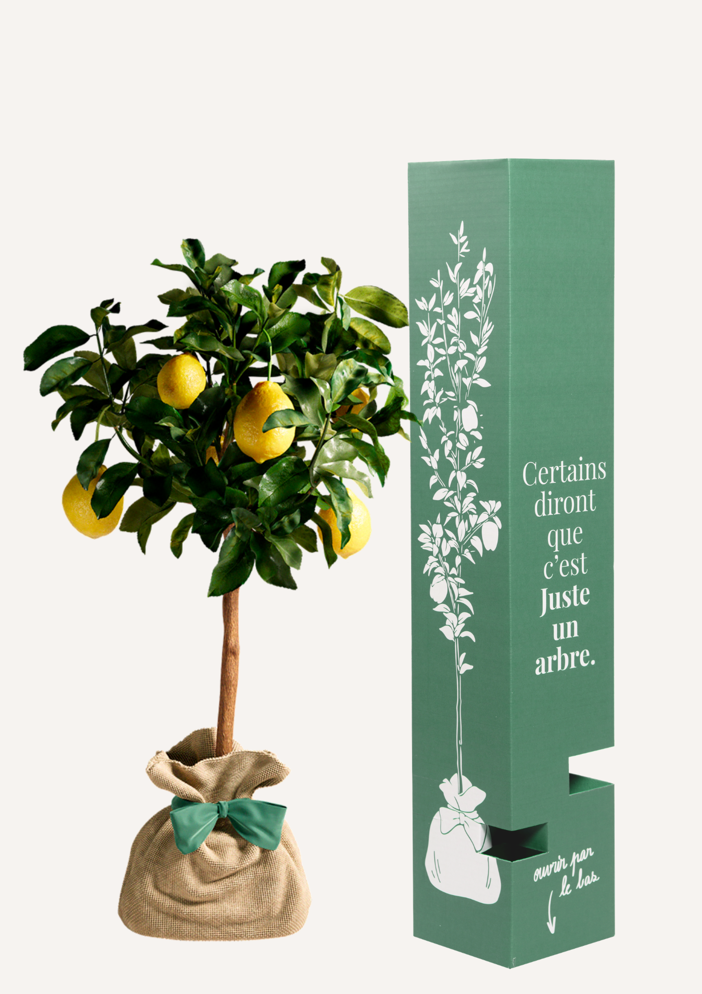 Citronnier cadeau anniversaire ou naissance – idée cadeau symbolique et original