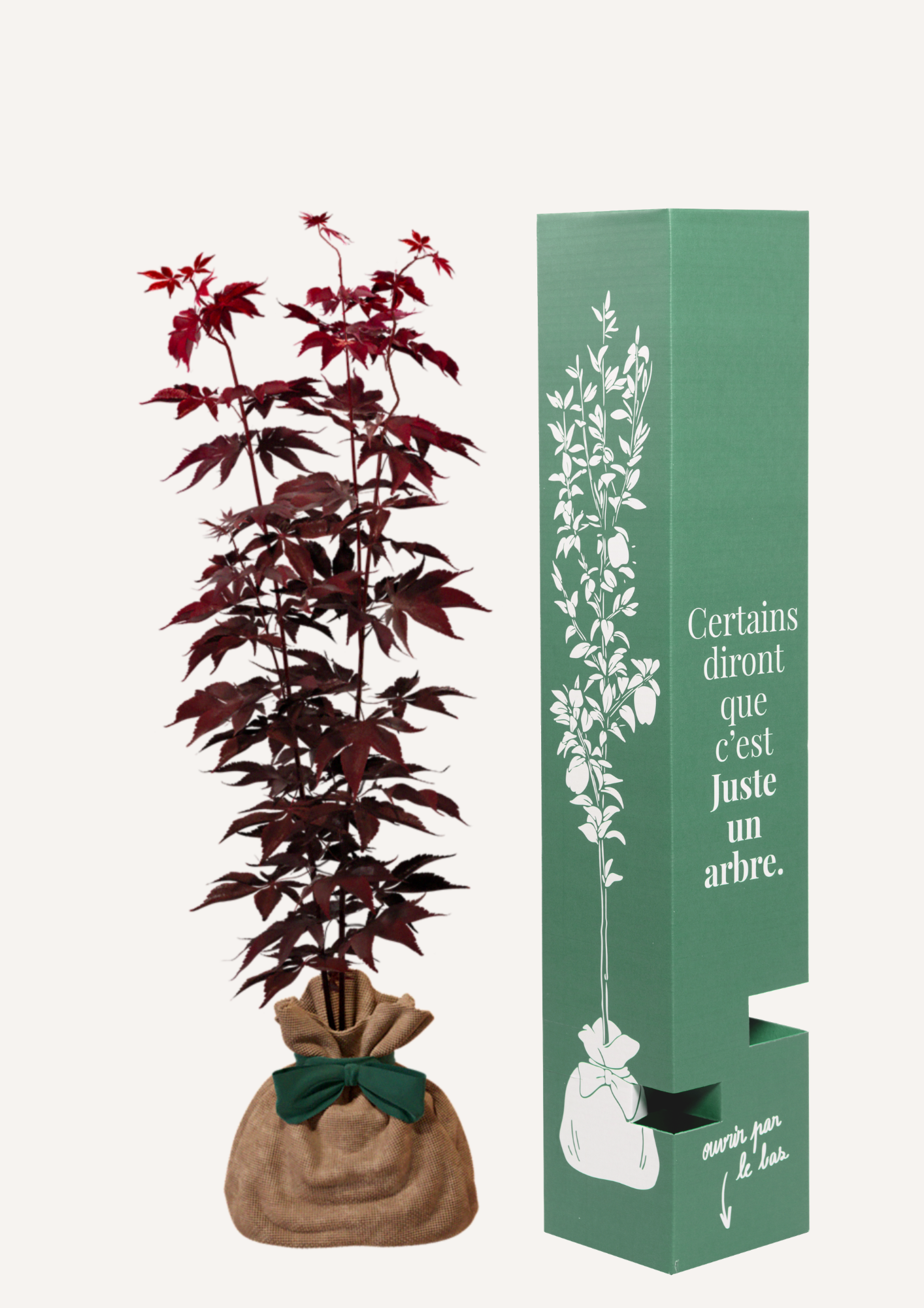 Offrir un érable du Japon Bloodgood – idée cadeau durable à la place des fleurs