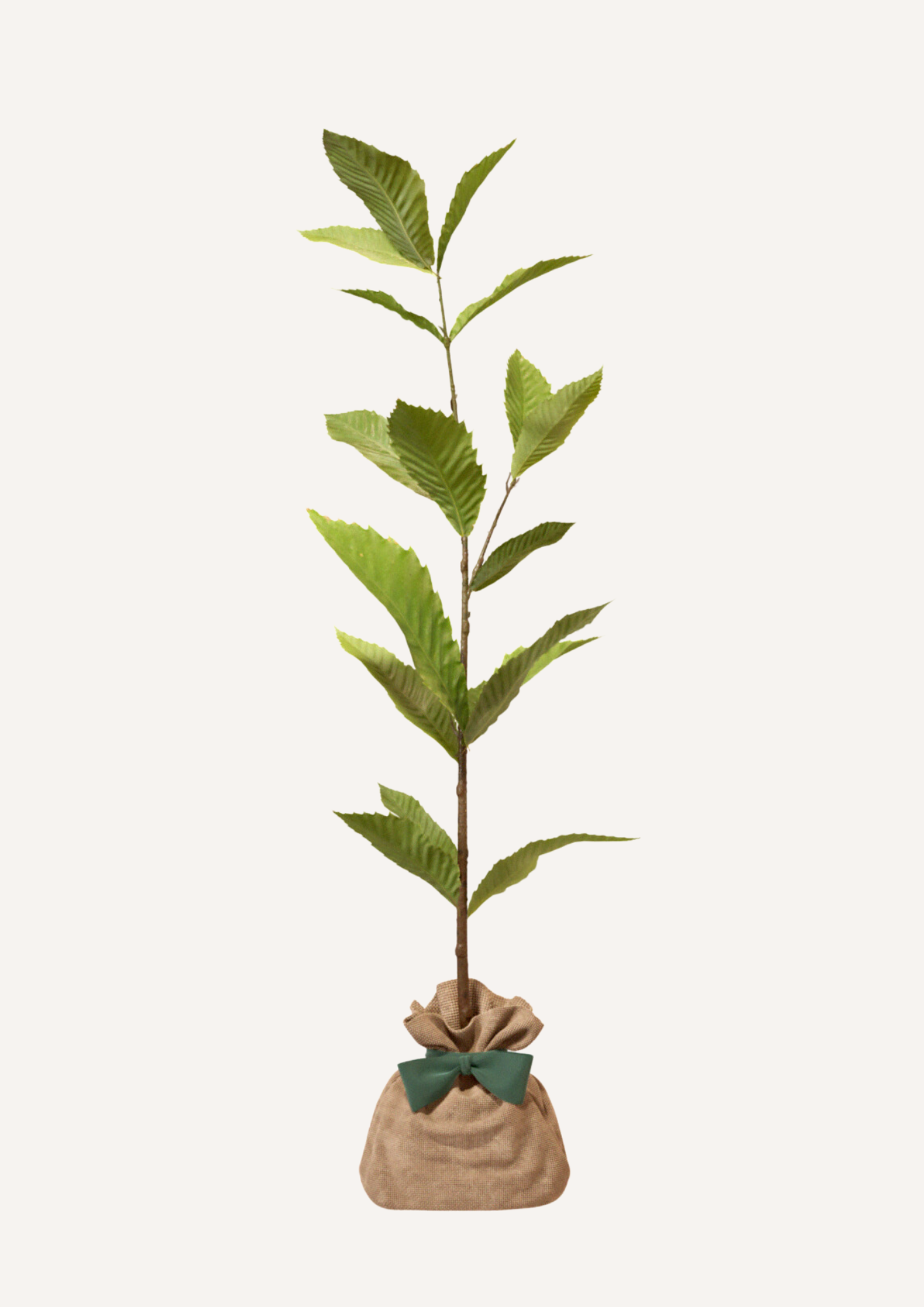 Planter un châtaignier – une idée cadeau symbolique pour marquer un moment