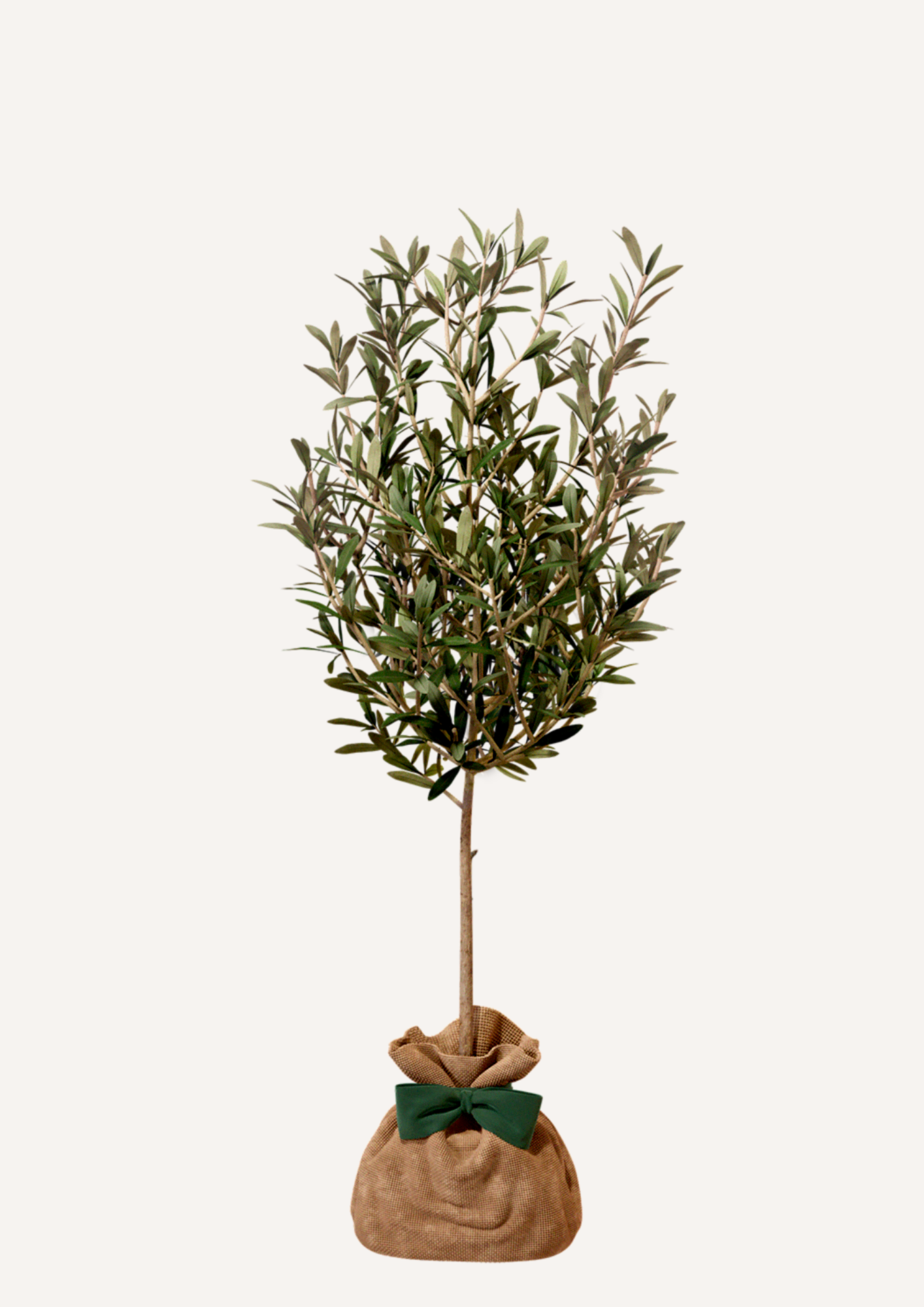 Offrir un olivier – idée cadeau durable à la place des fleurs