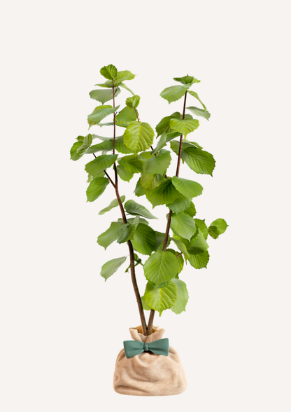 Noisetier en pot – idée cadeau symbolique pour un présent vivant et durable