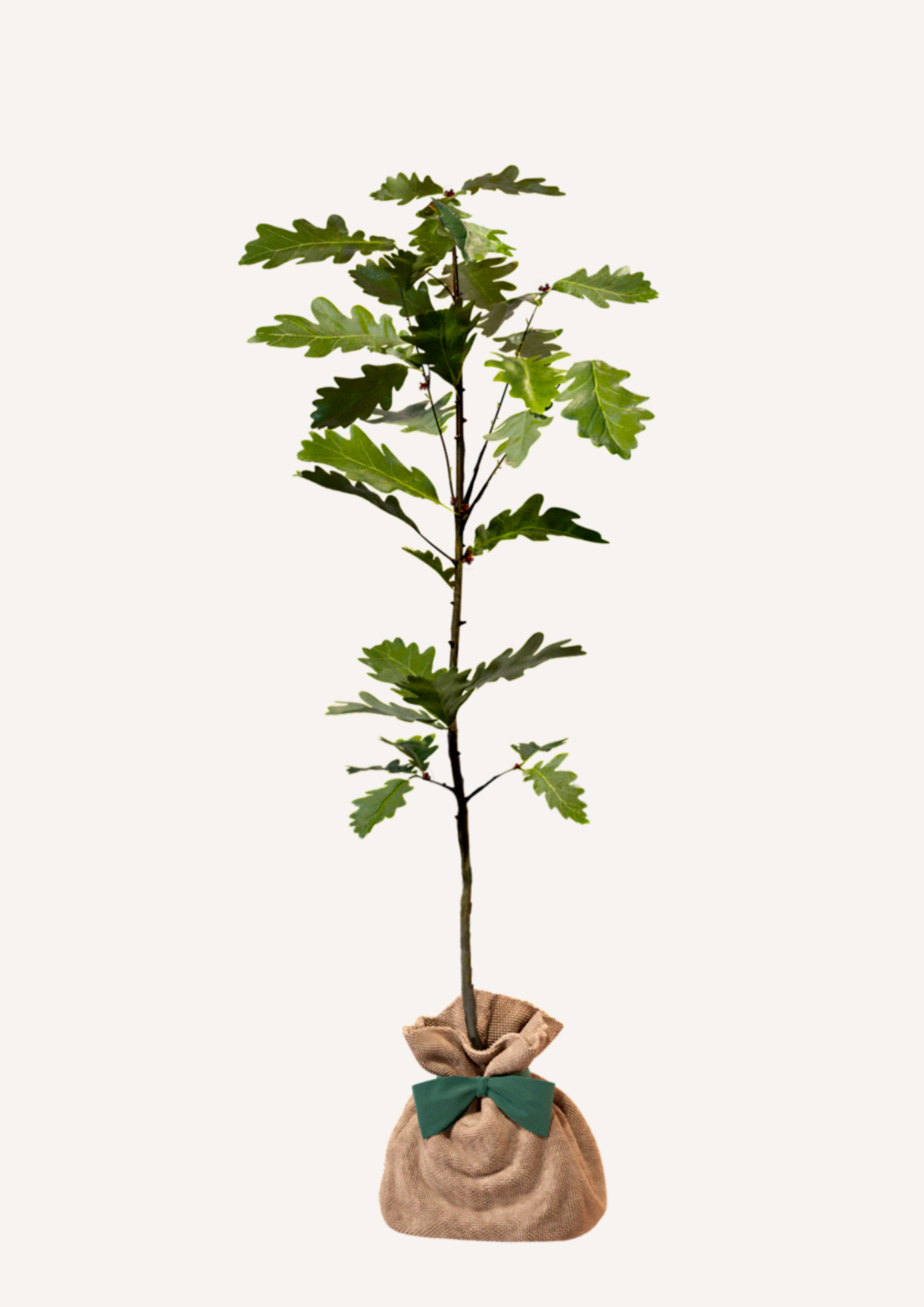 Planter un chêne – une idée cadeau symbolique pleine de sens et de transmission