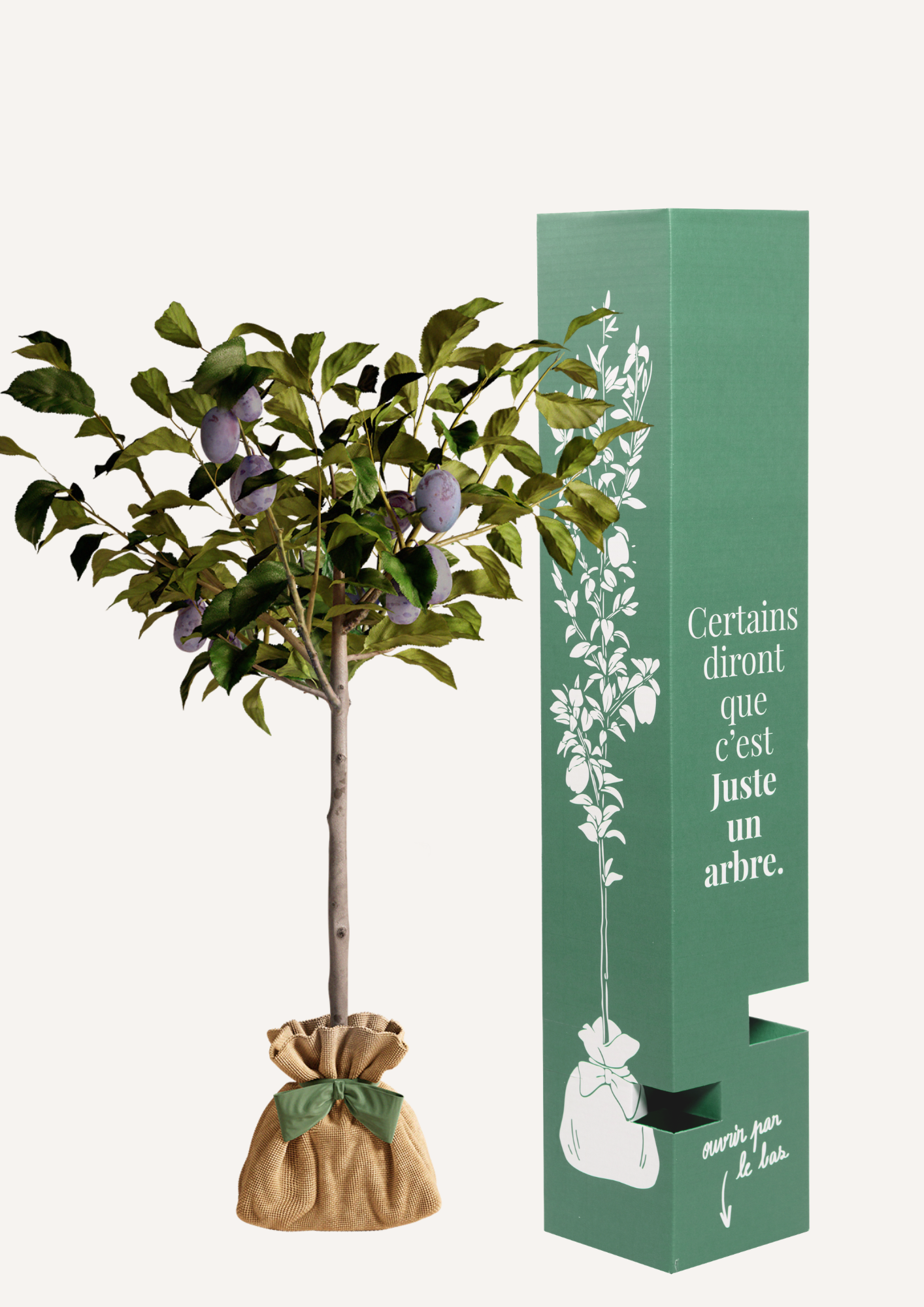 Prunier Quetsche cadeau naissance ou anniversaire – idée durable
