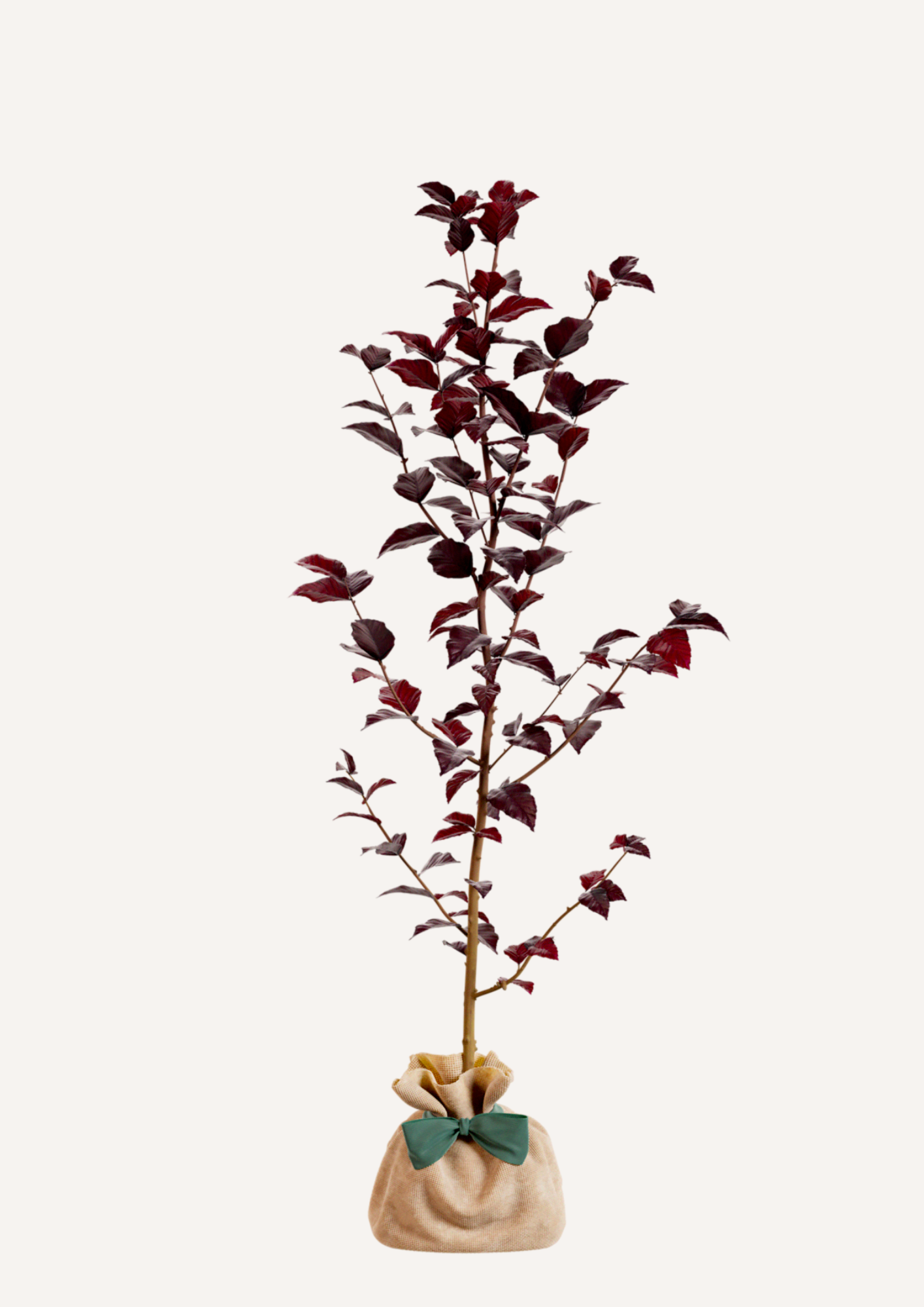 Un arbre décoratif à offrir – hêtre pourpre pour un cadeau unique