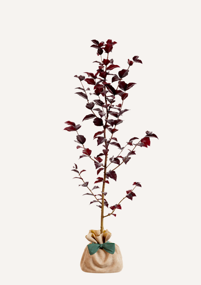 Un arbre décoratif à offrir – hêtre pourpre pour un cadeau unique