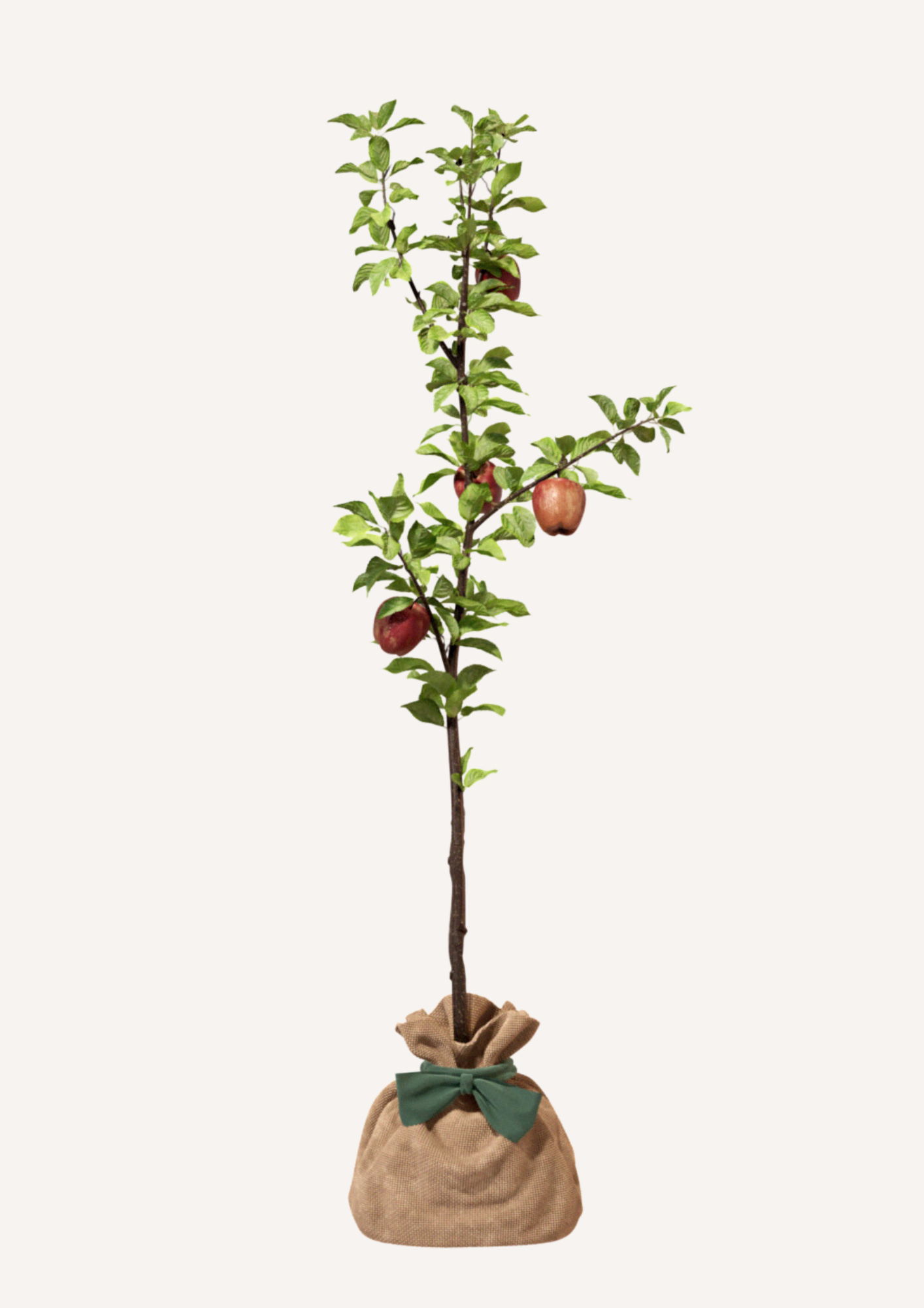 Planter un pommier – une idée cadeau symbolique pour créer des souvenirs