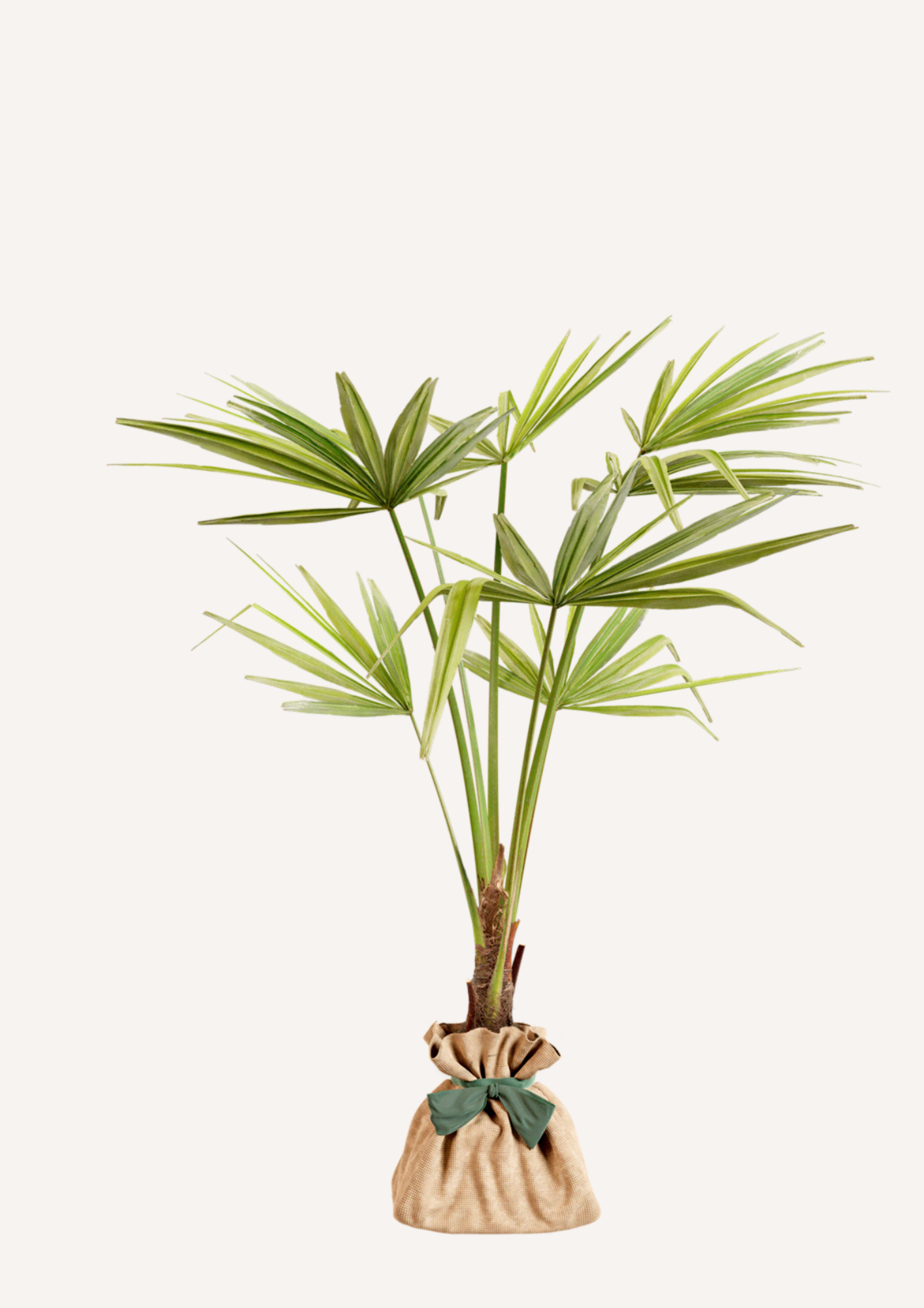 Palmier de Chine en pot – idée cadeau original plante exotique à offrir
