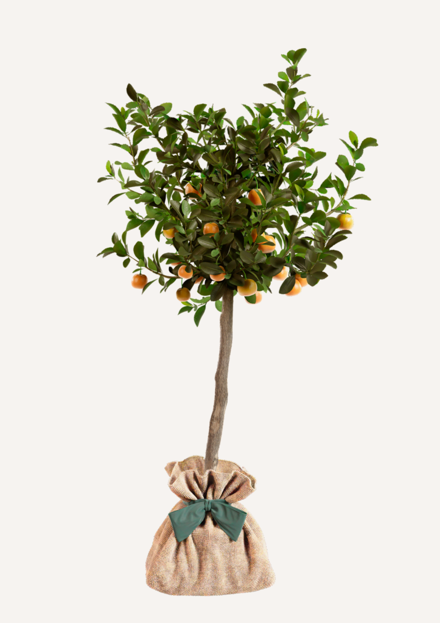 Calamondin en pot – petit agrume à offrir cadeau vivant et élégant