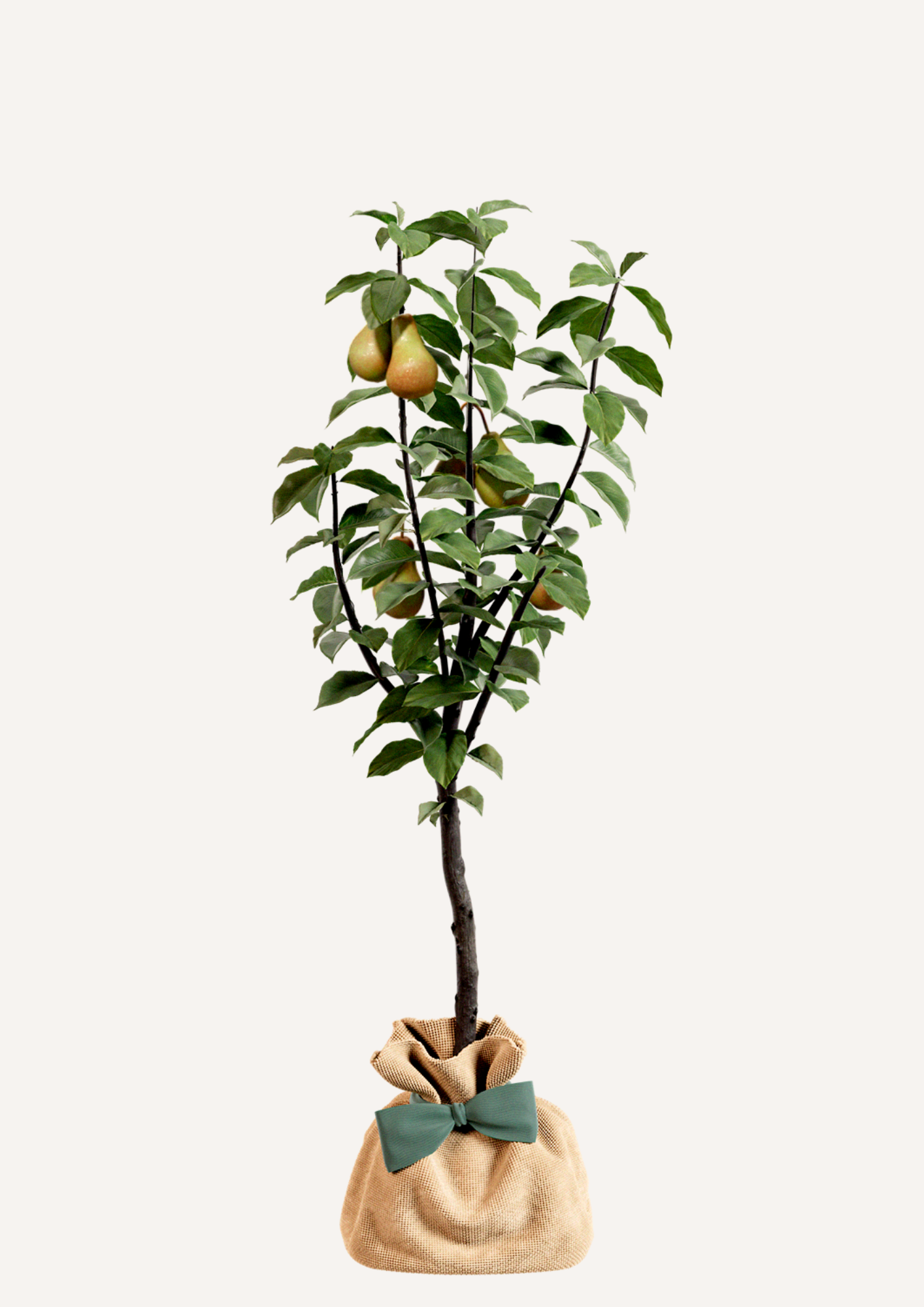 Offrir un arbre fruitier – poirier pour un cadeau original et utile
